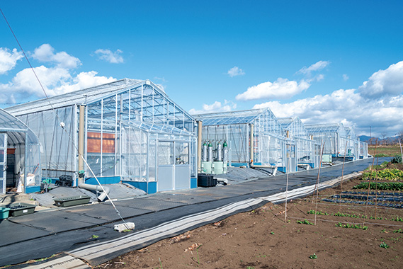 写真:大静ファーム株式会社